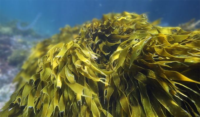Lợi ích của tảo bẹ: Tăng cường sức khỏe từ biển